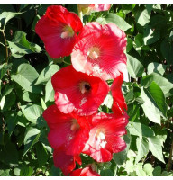 Mallow seeds «Red»