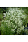 Anise seeds «Artek»