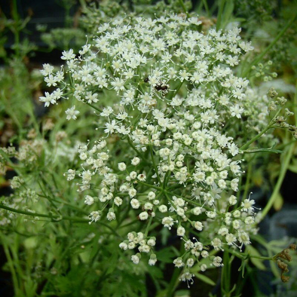 Anise seeds «Artek»
