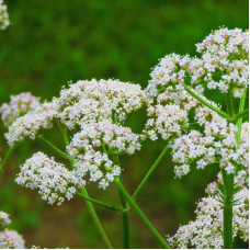 Anise seeds «Artek»