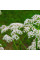 Anise seeds «Artek»