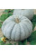 Pumpkin seeds «Winter sweet»
