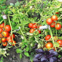 Tomato seeds «Perseus»