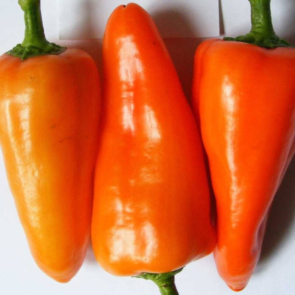 Sweet pepper seeds «Valyusha»