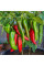 Hot pepper seeds «Anaheim»