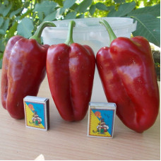 Sweet pepper seeds «Iolanta»