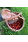 Strawberry seeds «Glitter of Stars»