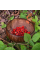 Strawberry seeds «Glitter of Stars»