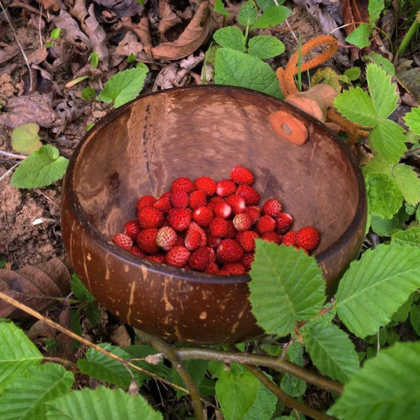 Strawberry seeds «Glitter of Stars»