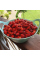Strawberry seeds «Glitter of Stars»