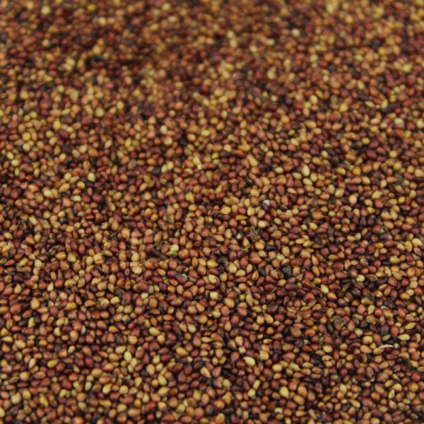 Strawberry seeds «Glitter of Stars»