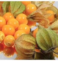 Tomatillo seeds «Zharinka»