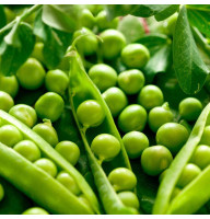 Pea seeds «Swiss giant»