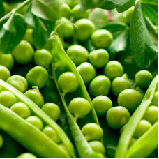 Pea seeds «Swiss giant»