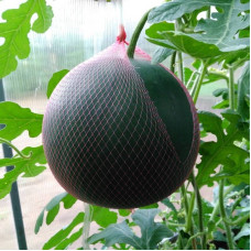 Watermelon seeds «Little fire»