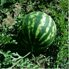 Watermelon seeds «Taurian»