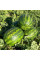 Watermelon seeds «Manchester» F1