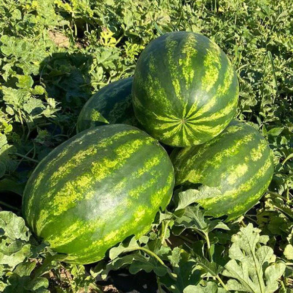 Watermelon seeds «Manchester» F1