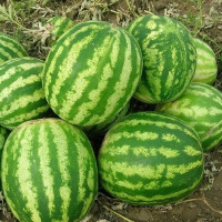 Watermelon seeds «Manchester» F1
