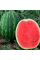 Watermelon seeds «Manchester» F1
