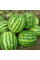 Watermelon seeds «Manchester» F1