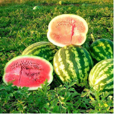 Watermelon seeds «Rose of the Southeast»