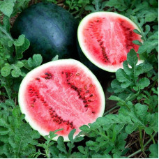 Watermelon seeds «Tulip»