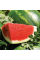 Watermelon seeds «Arashan» F1