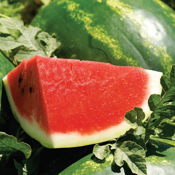Watermelon seeds «Arashan» F1