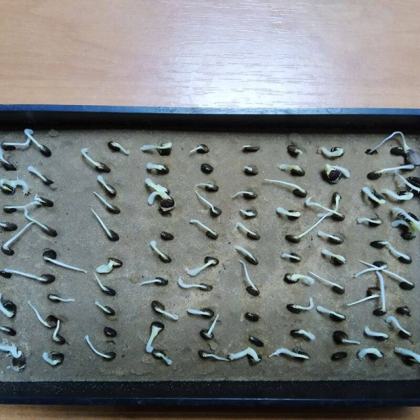 Watermelon seeds «Talisman» F1