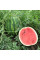 Watermelon seeds «Talisman» F1