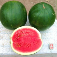 Watermelon seeds «Yarilo»