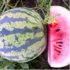 Watermelon seeds «New Year»