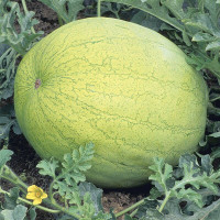 Watermelon seeds «Gray Bell»