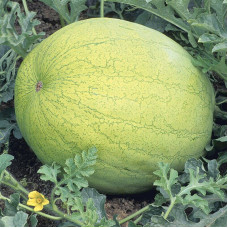 Watermelon seeds «Gray Bell»
