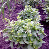 Basil seeds green dwarf