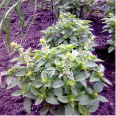 Basil seeds green dwarf