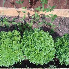 Basil seeds «Ball»