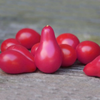 Tomato seeds «Pear pink»