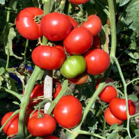 Tomato seeds «Campbell»