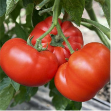 Tomato seeds «Homestead»