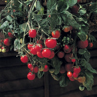 Tomato seeds «Garden pearl»