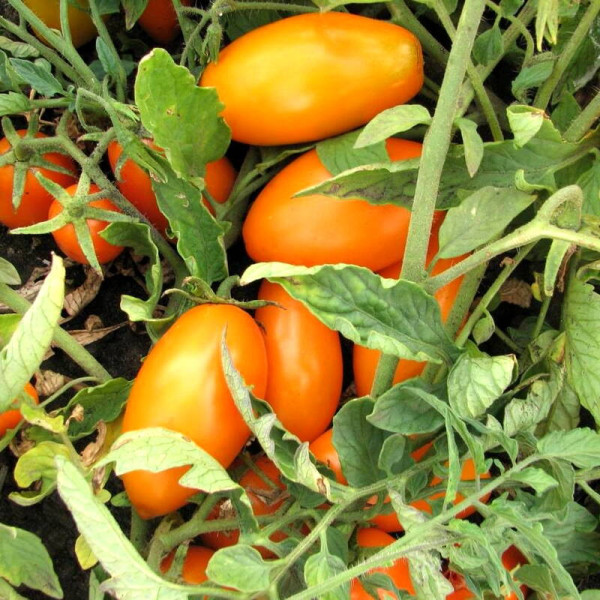 Tomato seeds «Golden flow»