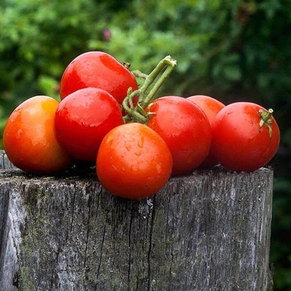 Tomato seeds «Denis»