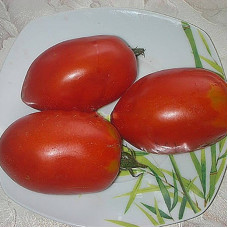Tomato seeds «Stuffing»