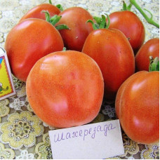 Семена томата «Шахерезада»