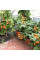Tomato seeds «Balcony miracle»