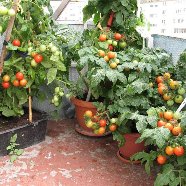 Tomato seeds «Balcony miracle»