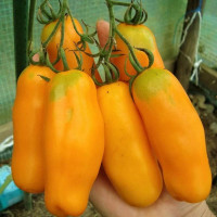 Tomato seeds «Pepper orange»