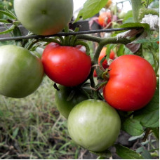 Tomato seeds «Mountain princess»